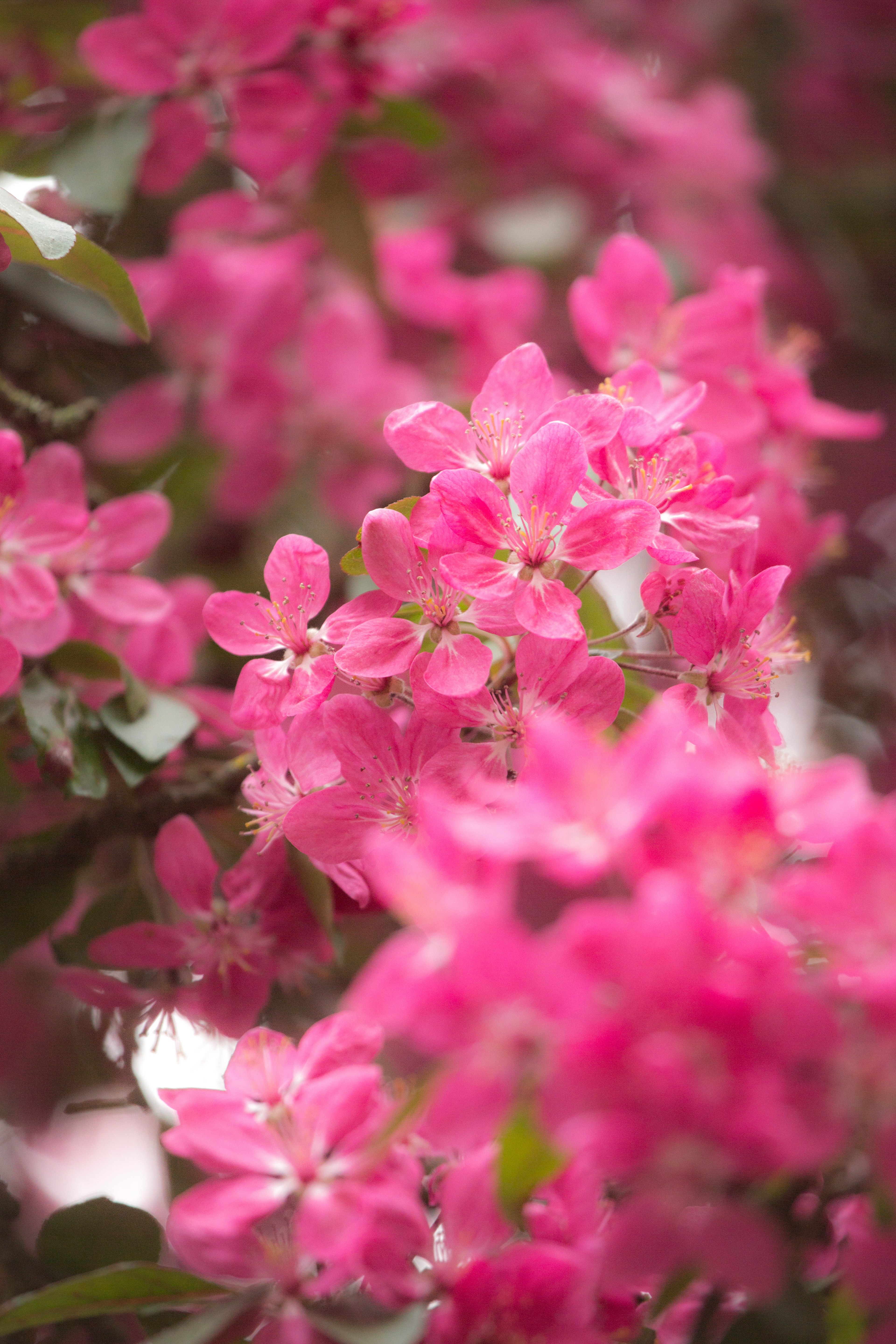 pink flowers in tilt shift lens